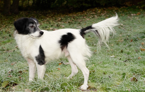 Большой бело-черный пес на зеленой траве 