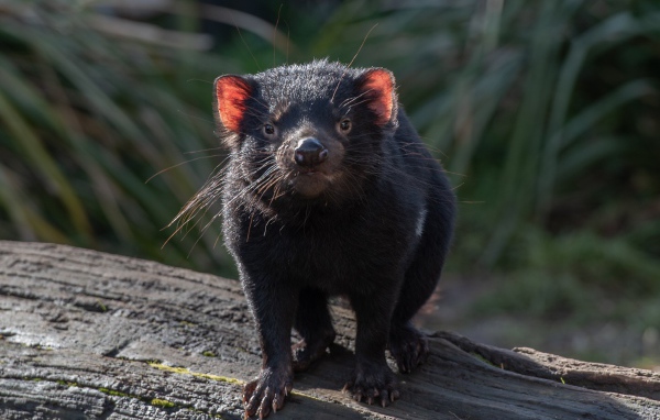 Черный тасманийский дьявол стоит на дереве 