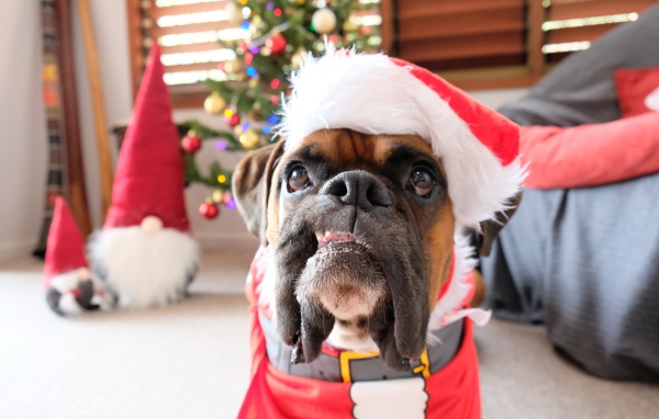 Бульдог в новогоднем костюме в  комнате 