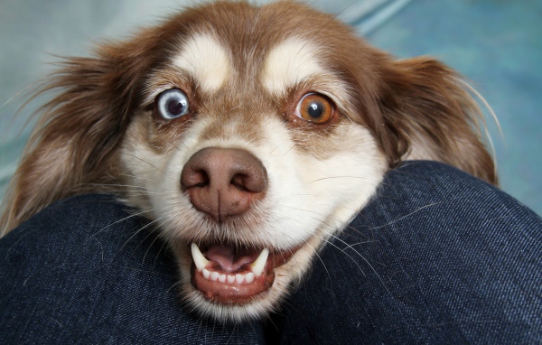 Веселая собака с разноцветными глазами