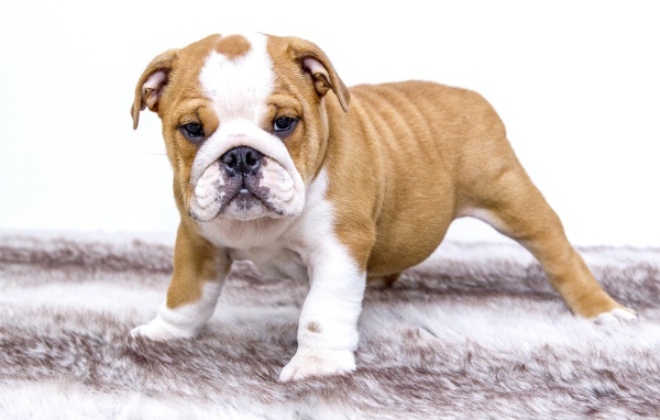 Щенок английского бульдога на подстилке
