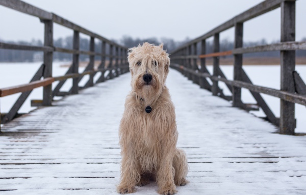 Пушистый пес сидит на покрытом снегом мосту