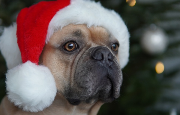 Французский бульдог в красной шапке Санта Клауса 