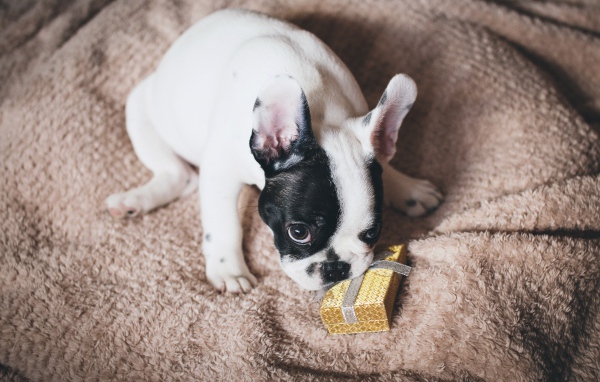 Французский бульдог с подарком на кровати 