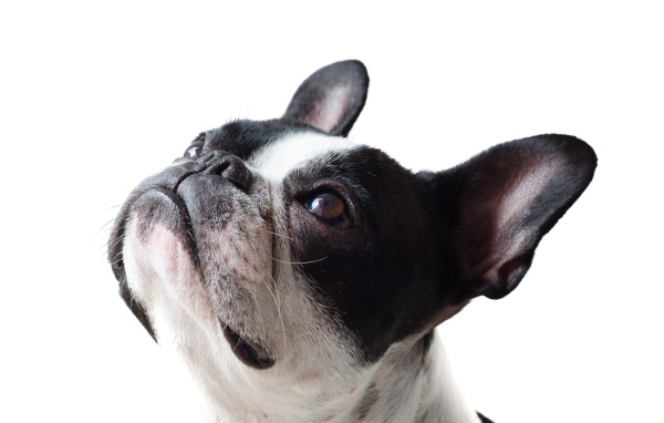 Голова французского бульдога на белом фоне