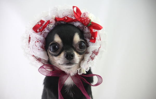 Смешная собака породы чихуахуа в шапке 