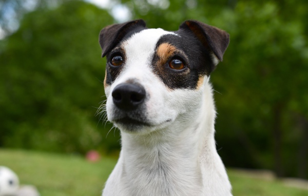 Смешной джек рассел животных терьер