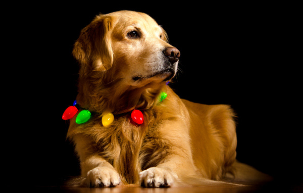 Золотистый ретривер с ошейником на черном фоне