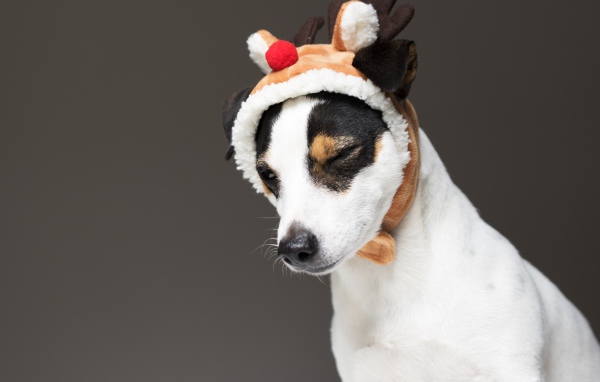 Джек рассел терьер в новогодней шапке на сером фоне