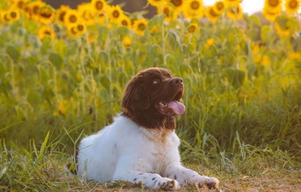 Большой породистый пес с высунутым языком на поле с подсолнухами 