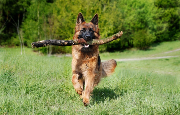 Large shepherd dog in a stick in his teeth in the forest
