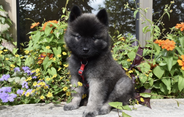 Маленький щенок Евразиер сидит у цветов