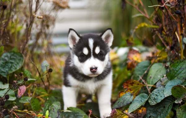 Little husky puppy in green foliage