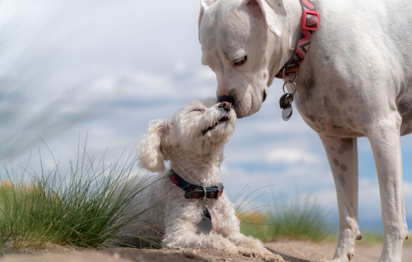 Маленький пудель с большим боксером на пляже