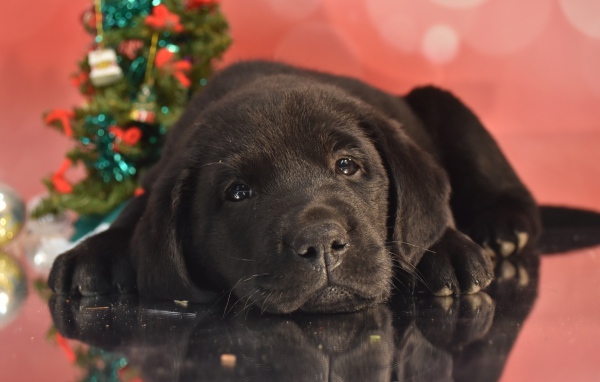 Маленький грустный черный щенок ретривера на розовом фоне