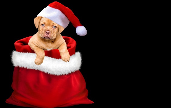 Щенок сидит в мешке на черном фоне 