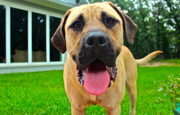 Родезийский риджбек с высунутым языком