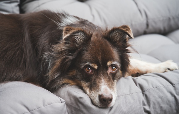 Грустная австралийская овчарка лежит на диване 