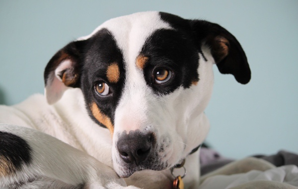 Грустный Джек рассел терьер лежит на кровати 