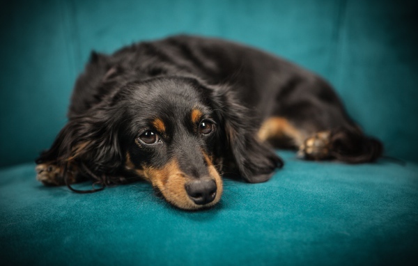 Грустный щенок таксы лежит на голубом диване