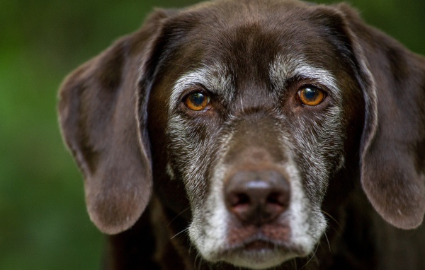 Грустные глаза старого лабрадора
