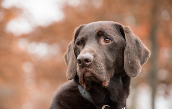 Грустная морда коричневого лабрадора 