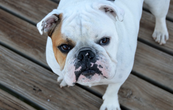 Серьезный бульдог смотрит на хозяина