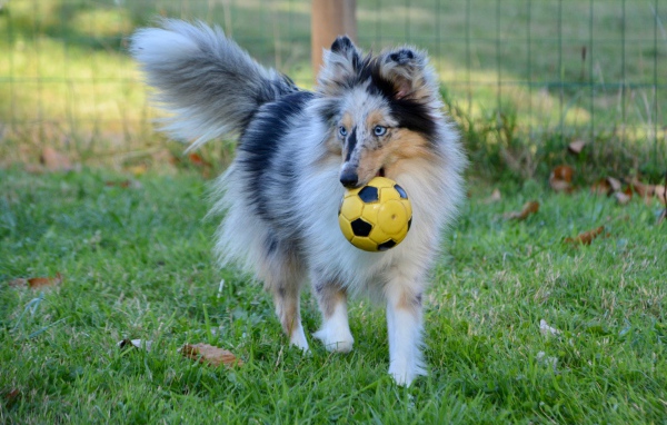 Шелти с мячом в зубах на траве
