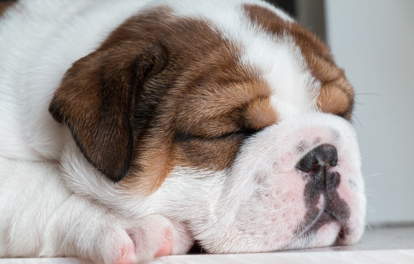 Sleeping english bulldog puppy