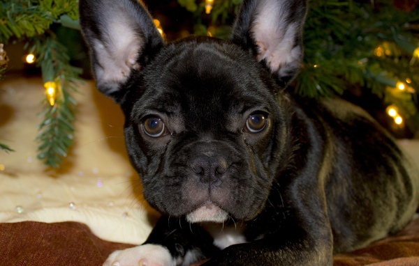 Маленький черный французский бульдог лежит под елкой