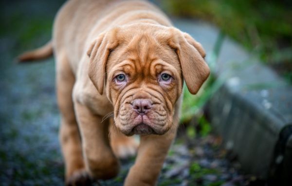 Маленький коричневый щенок бордоского дога 