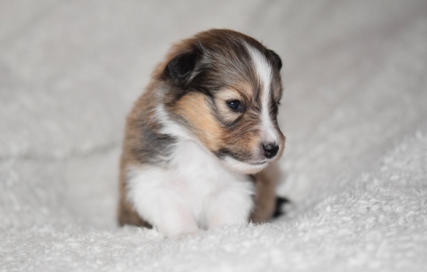 Маленький щенок шелти на белом покрывале 