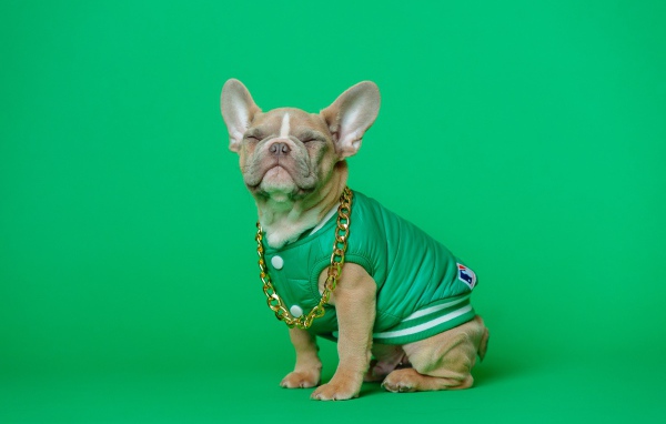 Улыбающийся французский бульдог на зеленом фоне