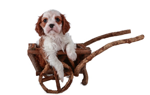 Щенок спаниеля в тележке на белом фоне 