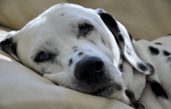 Пятнистый далматин спит на кровати 