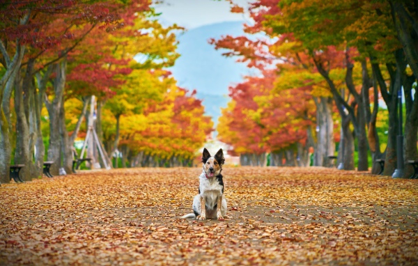 Собака сидит на опавшей листве в парке 