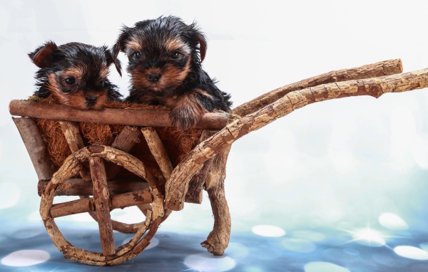 Два йоркширских терьера в деревянной телеге