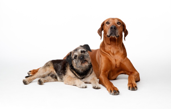 Две породистые собаки на белом фоне