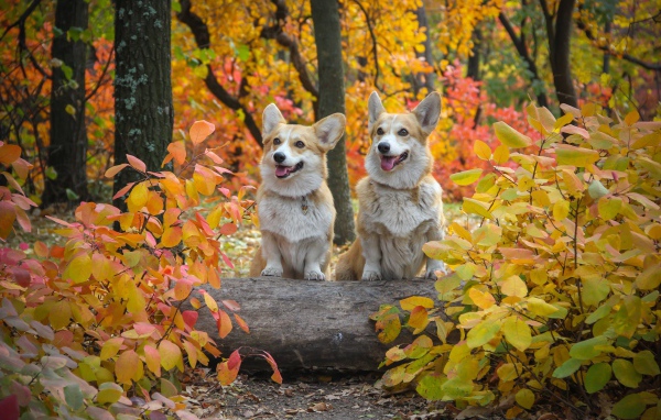 Две собаки вельш корги в осеннем парке 