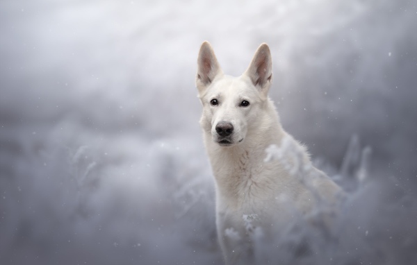 Белая Швейцарская Овчарка смотрит вдаль 