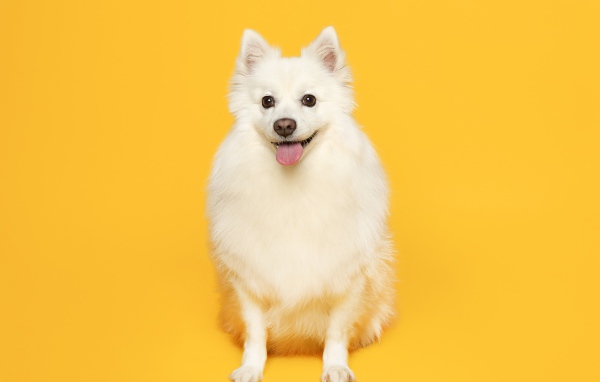 Белый пушистый шпиц на желтом фоне 