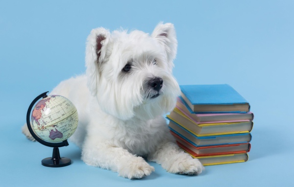 Белый породистый пес с книгами на сером фоне 