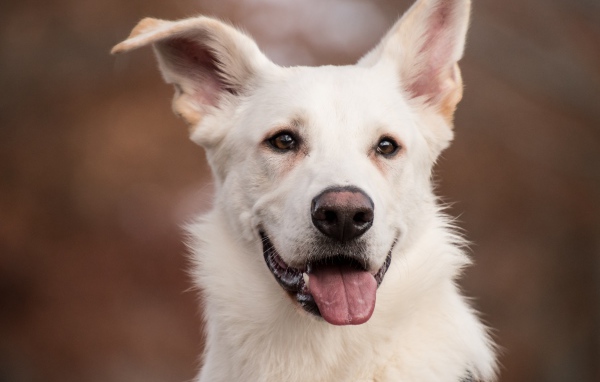 Белая овчарка с высунутым языком крупным планом
