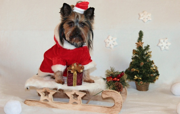 Йоркширский терьер на санках у новогодней елки 