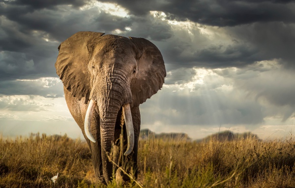 Large gray elephant against a stormy sky