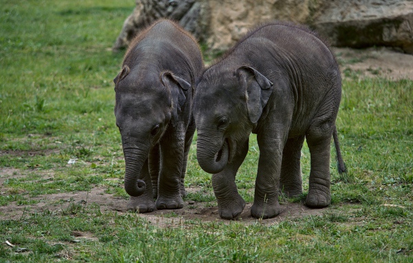 Два маленьких слоненка на зеленой траве 
