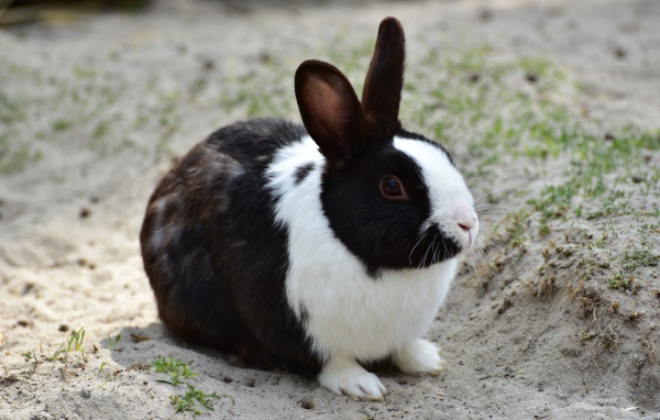 Черно-белый кролик сидит на песке 