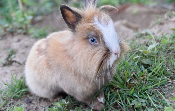 Голубоглазый кролик в зеленой траве