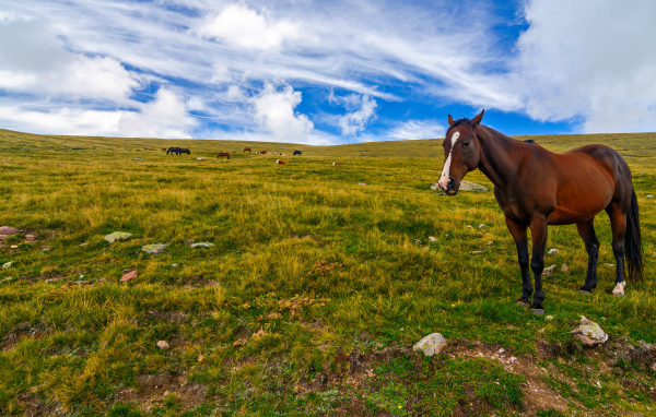 Лошадь пасется на поле под красивым небом