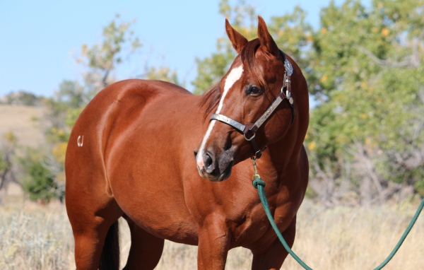 Большой коричневый конь на привязи